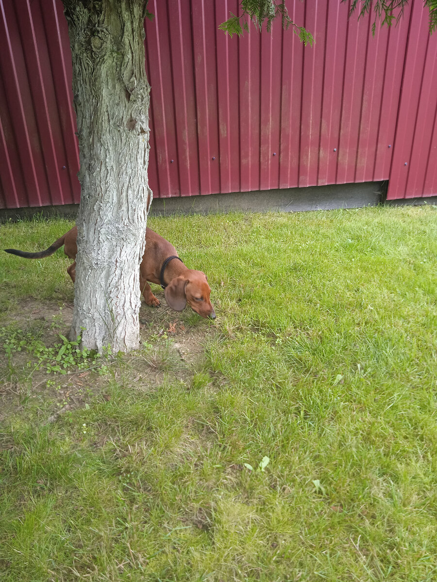 Я не ем землю, я нюхаю