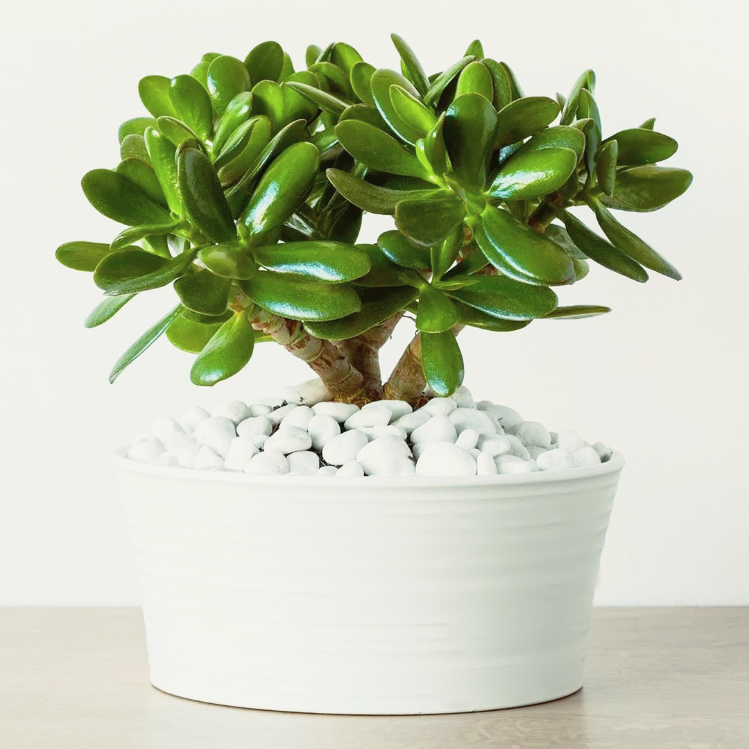 Jade Plant растение