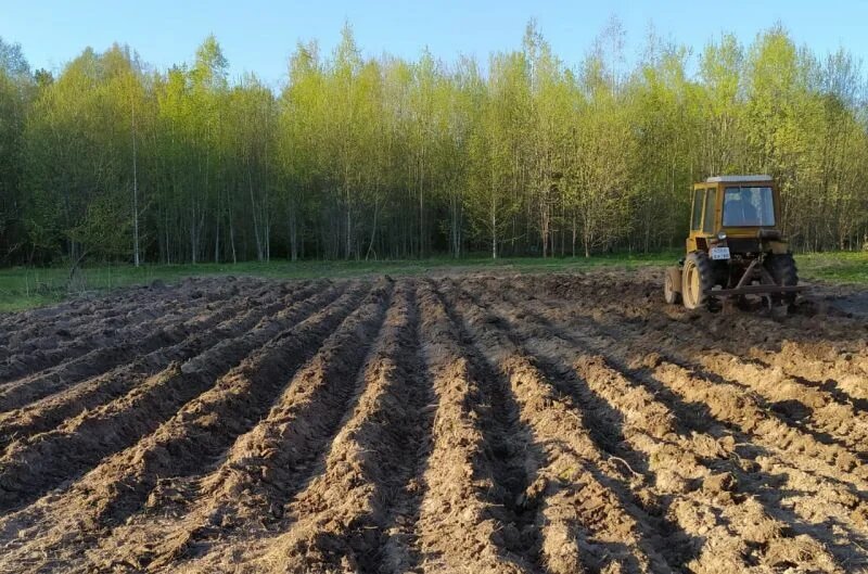 Уже весной готовм город под посадку картофеля.