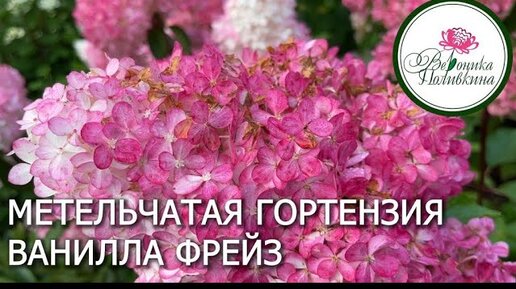 МЕТЕЛЬЧАТАЯ ГОРТЕНЗИЯ ВАНИЛЛА ФРЕЙЗ