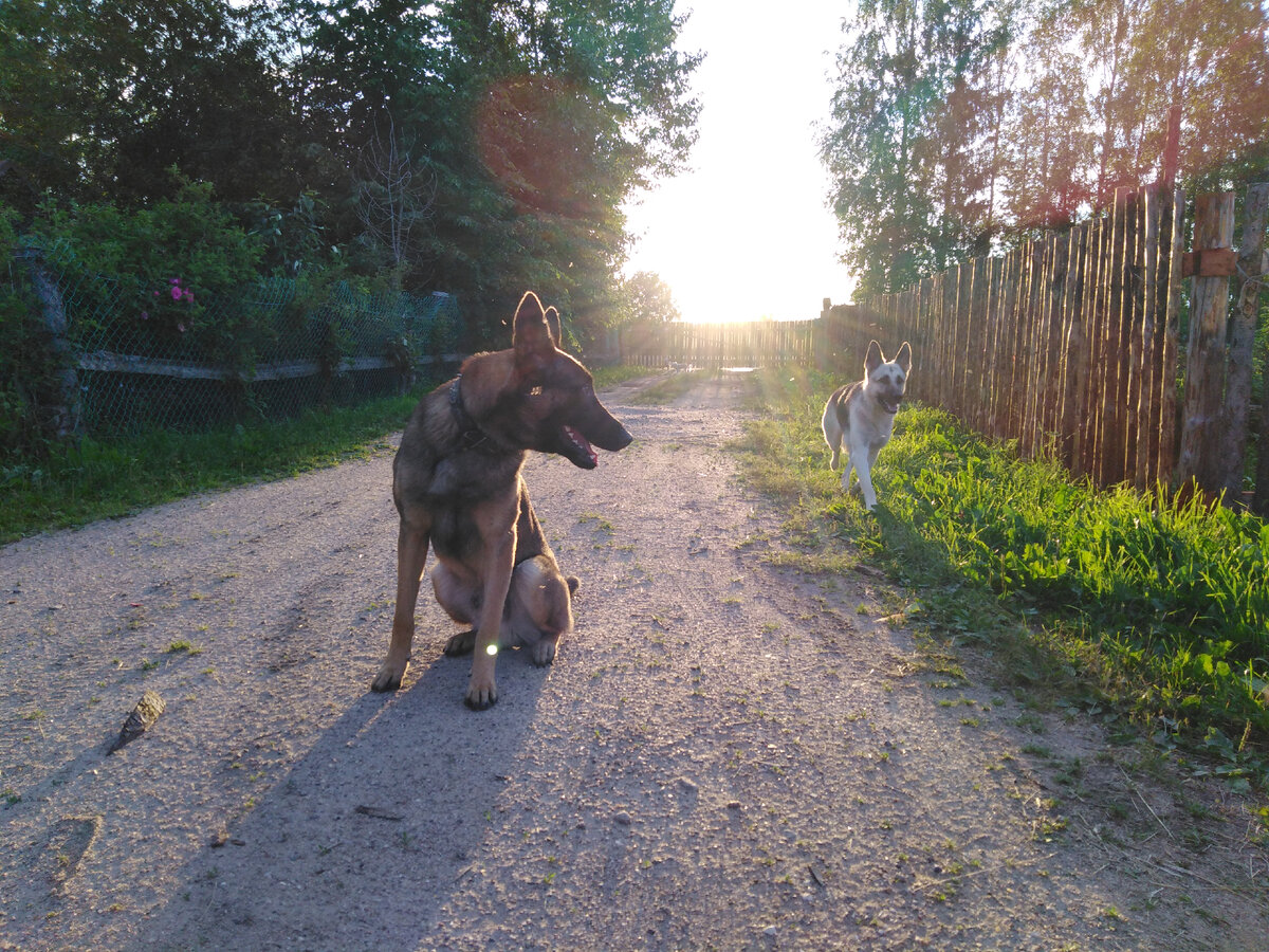 Я беру свою собаку на поводок только для того, чтоб люди не боялись