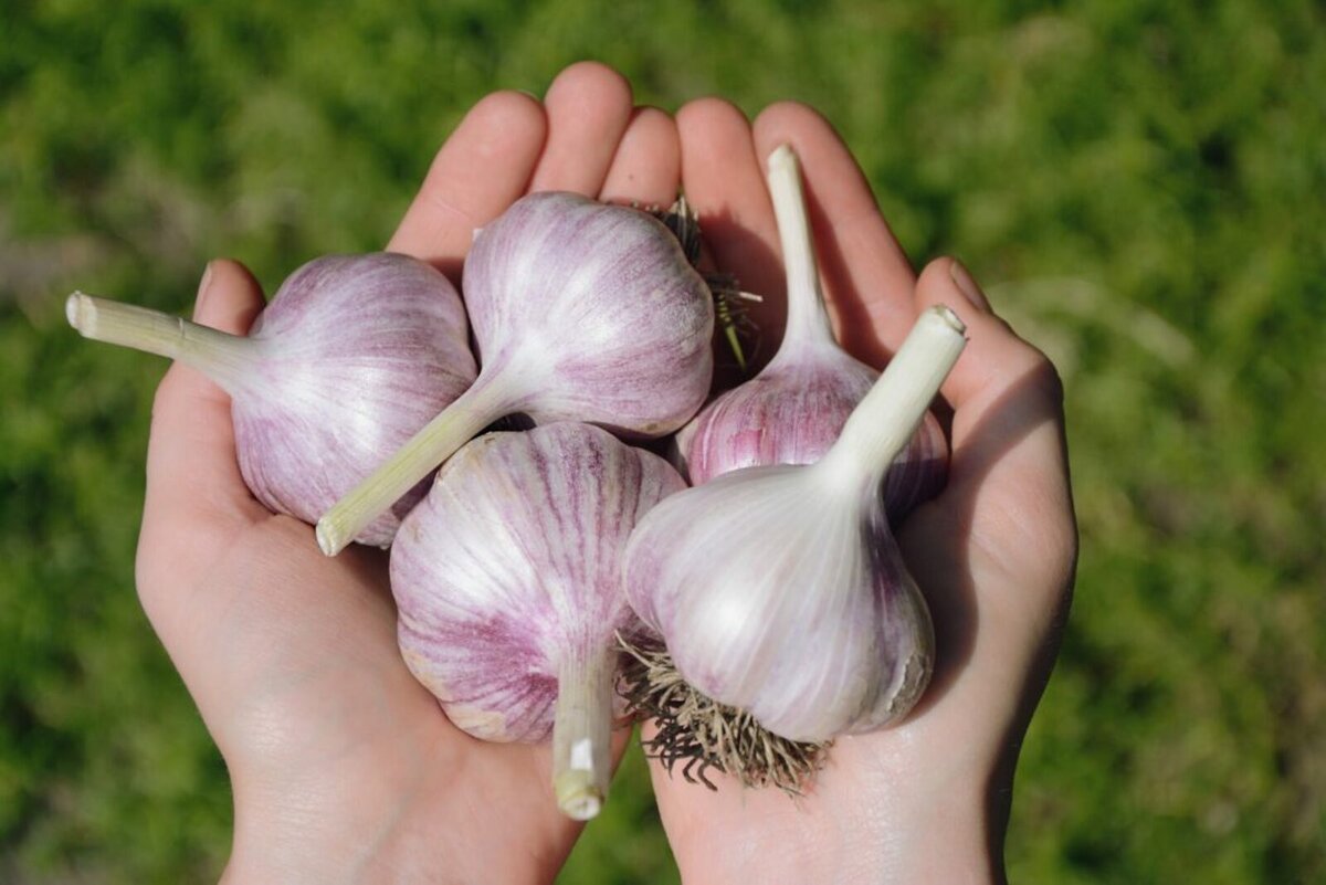 Качественный урожай вкусного чеснока желает вырастить каждый огородник