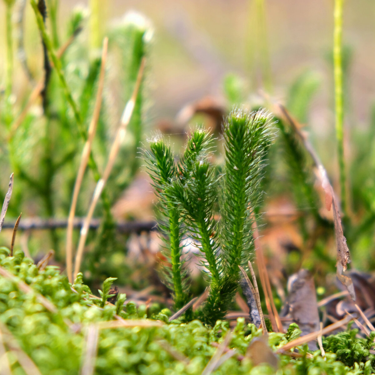 Плаун булавовидный (Lycopodium clavatum). Побег