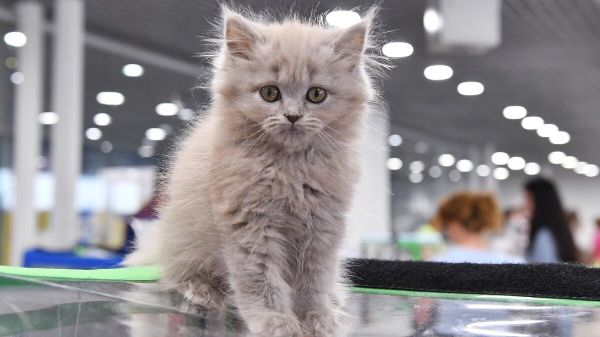    Деньги некуда будет девать: какая кошка приносит богатство© РИА Новости | Наталья Селиверстова