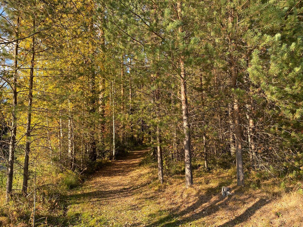    Золотая осень в Кировской области. Фотолента