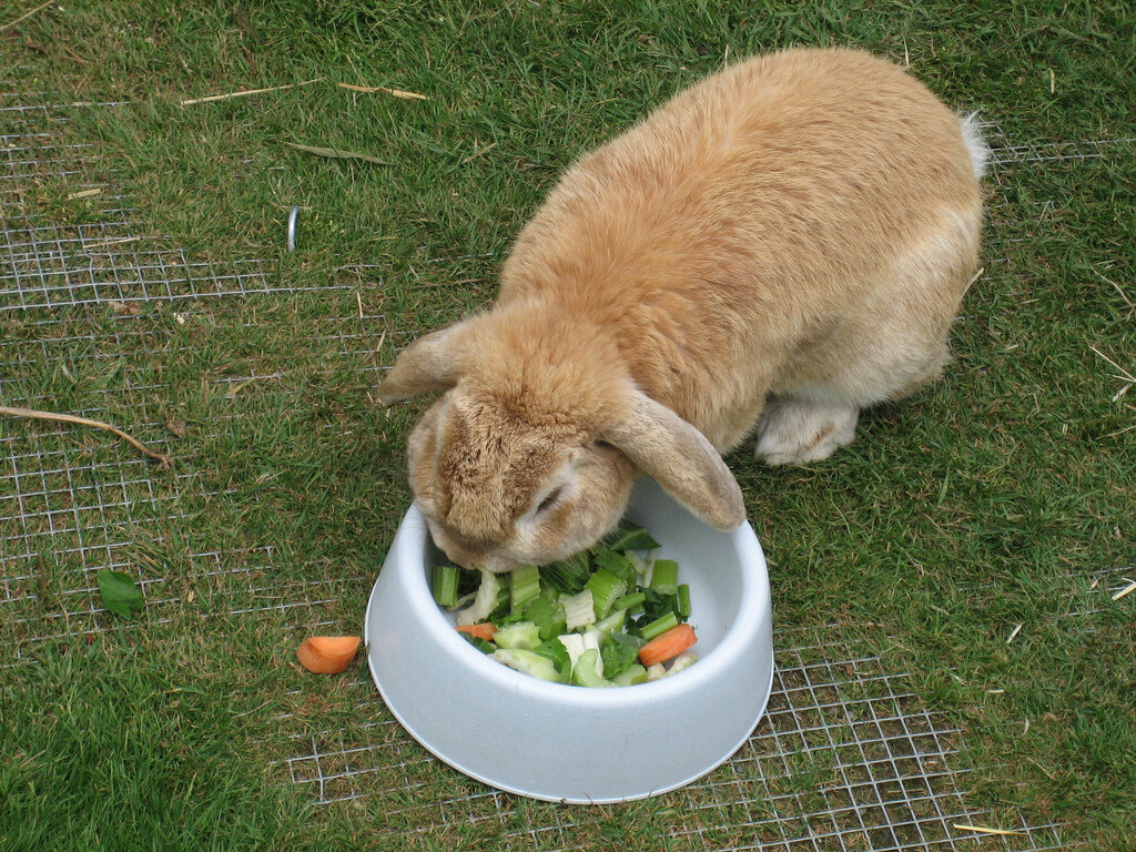 Как сделать кормушку для кроликов: обзор вариантов и примеры изготовления