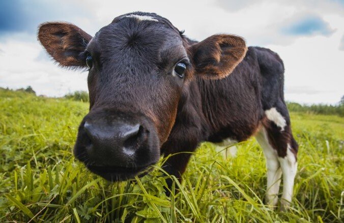 Что будет, если кормить корову клевером?