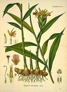 Имби́рь апте́чный, или Имбирь лека́рственный, или Имбирь настоя́щий, или Имбирь обыкнове́нный (лат. Zīngiber officināle)