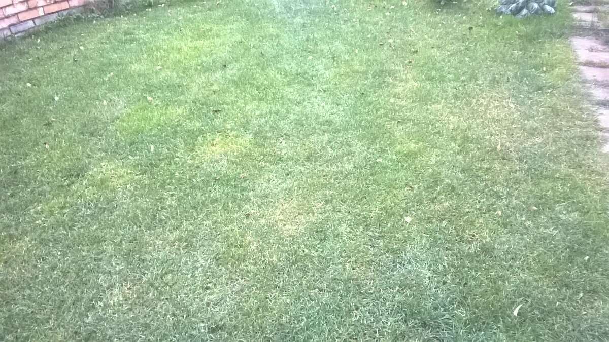 Трава на опытовом газоне выглядит почти идеальной.