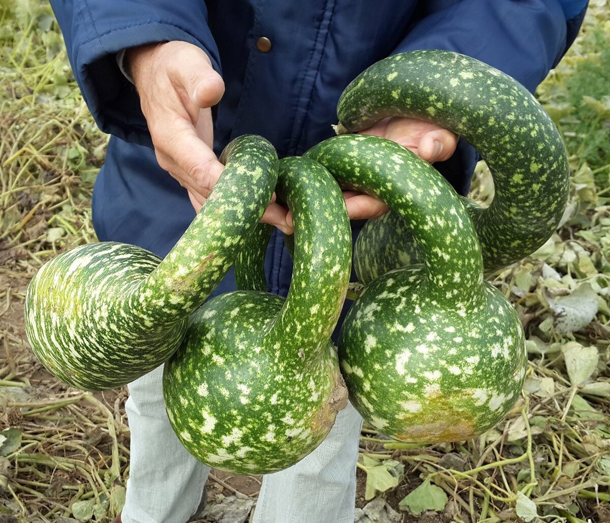 Фото вьетнамский огурец