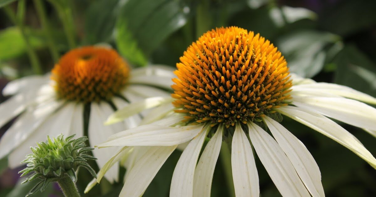 Белый лебедь