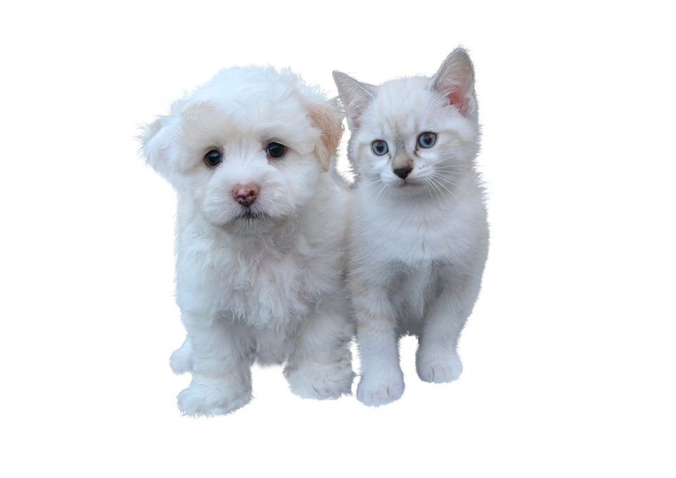 Источник изображения: pixabay.com