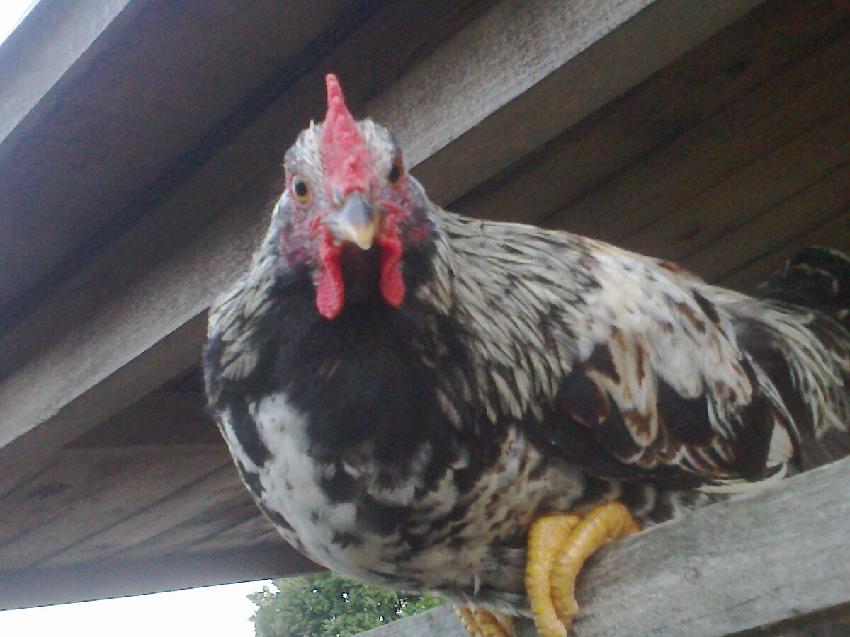 Когда муж предложил потратиться на постройку небольшого курятника, и завести десяток кур, я не сразу согласилась. Долго раздумывала: а надо ли? Ну будут куры нести яйца. Ну и что с того? Яйца можно купить и в магазине, а постройка курятника требует денег. И когда это мы ещё съедим столько яиц на эту сумму. Может не связываться?