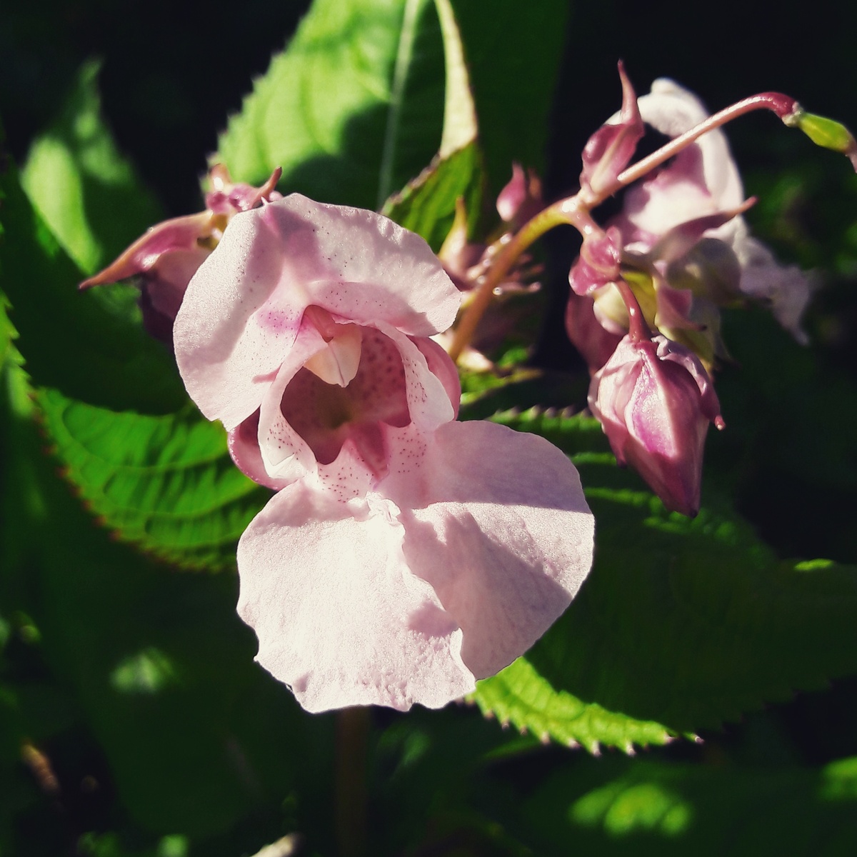 В жизни случается много встреч и расставаний, с кем-то общаешься дольше, больше, с кем-то меньше, кто-то прочно входит в твою жизнь, твой путь, твою судьбу, кто-то едва-едва касается души, едва заметно, кто-то следит в ней не на шутку и долго приходится потом следы эти вымывать, кто-то как случайный прохожий всего лишь, а кто-то добрый и верный спутник, в общем всякое бывает. 
А сегодня я напишу о маленьком влитии в группу творческих, ну как группу, было их двое, а со мной стало трое. Было это на сайте стихи.ру, Лена как обычно внезапно наткнулась на это новое для неё неопознанное местечко и принялась воодушевлённо изучать. Глаза горят, руки перепечатывают с листочков стихи, размещают, глаза читают произведения других авторов, рот открывается от изобилия и разнообразия.

И повстречала я там изумительных девушку и молодого человека, которые друг с другом спелись ещё до моего появления на сайте. И так как-то ладно да быстро я к ним вписалась, что даже не верилось. И комменти ли- то мы друг друга стихами и лилось творчество рекой, нескончаемым потоком вдохновения. Я восхищалась их работами, а они моими. Я с волнением и трепетом ждала новой встречи с ними на просторах сети, с замиранием сердца читала отзывы и комментарии, их были самые долгожданные и необычные. Да так мы разошлись и воодушевились, что решили совместно втроём писать поэму. Даже начали. Даже каждый написал по несколько четверостиший и на том всё скончалось.

С началом совместного труда начались и первые недопонимания и маленькие придирки. Так и угас жаркий разгоревшийся наш огонь. Вспыхнул, озарил округу тёплым светом, потрещал, выбросил в воздух сном ярких искр и потух.

С тех пор мы перестали общаться, резко и бесповоротно. Даже они меж собой, по-моему потеряли связь и интерес. Вот так оно бывает, внезапно вспыхнув - угасаешь.

А у вас бывали подобные случаи?ф