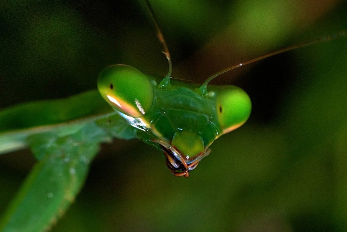 Богомол Mantis