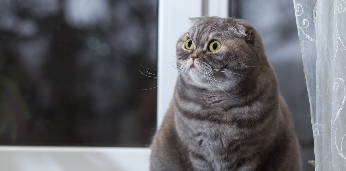 Шотландская вислоухая кошка