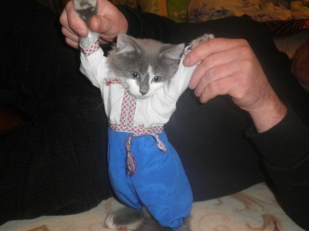 Кот украинец. Кот в штанах. Штанишки у кошки. Кот в украинской одежде.