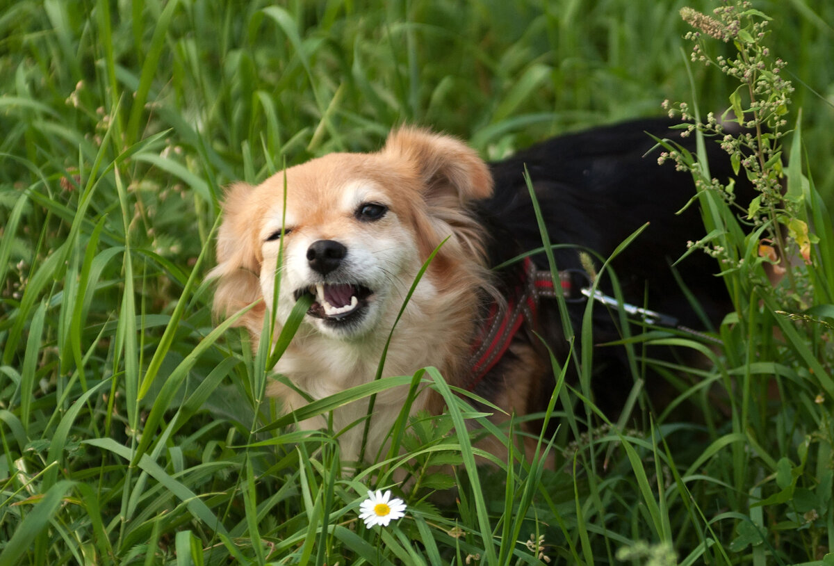 Почему собака ест траву на улице. Собака на траве. Собачья трава. Собака ест траву. Пес ест траву.