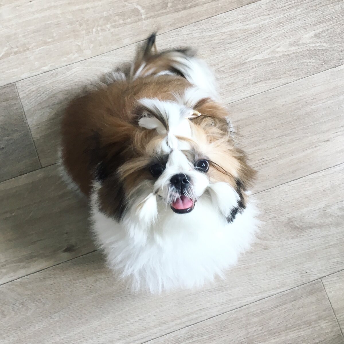 Щенок Ши-Тцу, после гигиенических процедур, 5 месяцев.