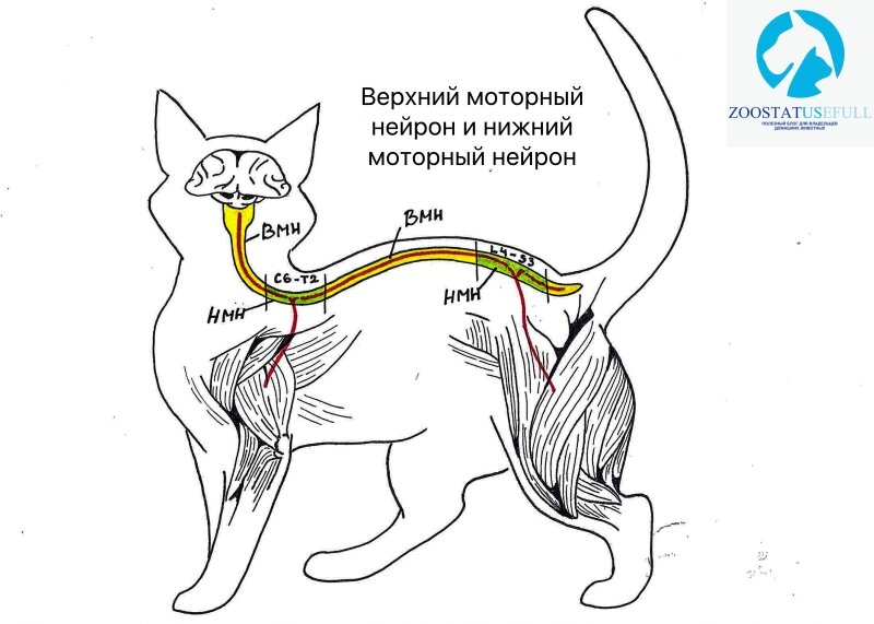 Мануальное опорожнение мочевого пузыря у собак и кошек | Зоостатус | Дзен