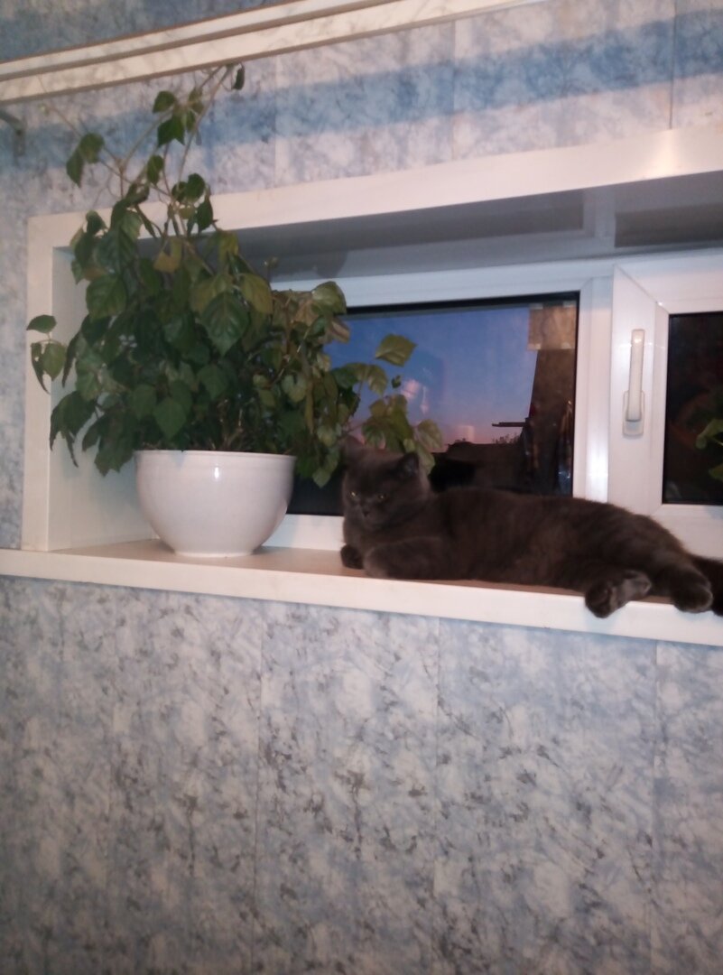 Наш циссус и мявчик Пушистик