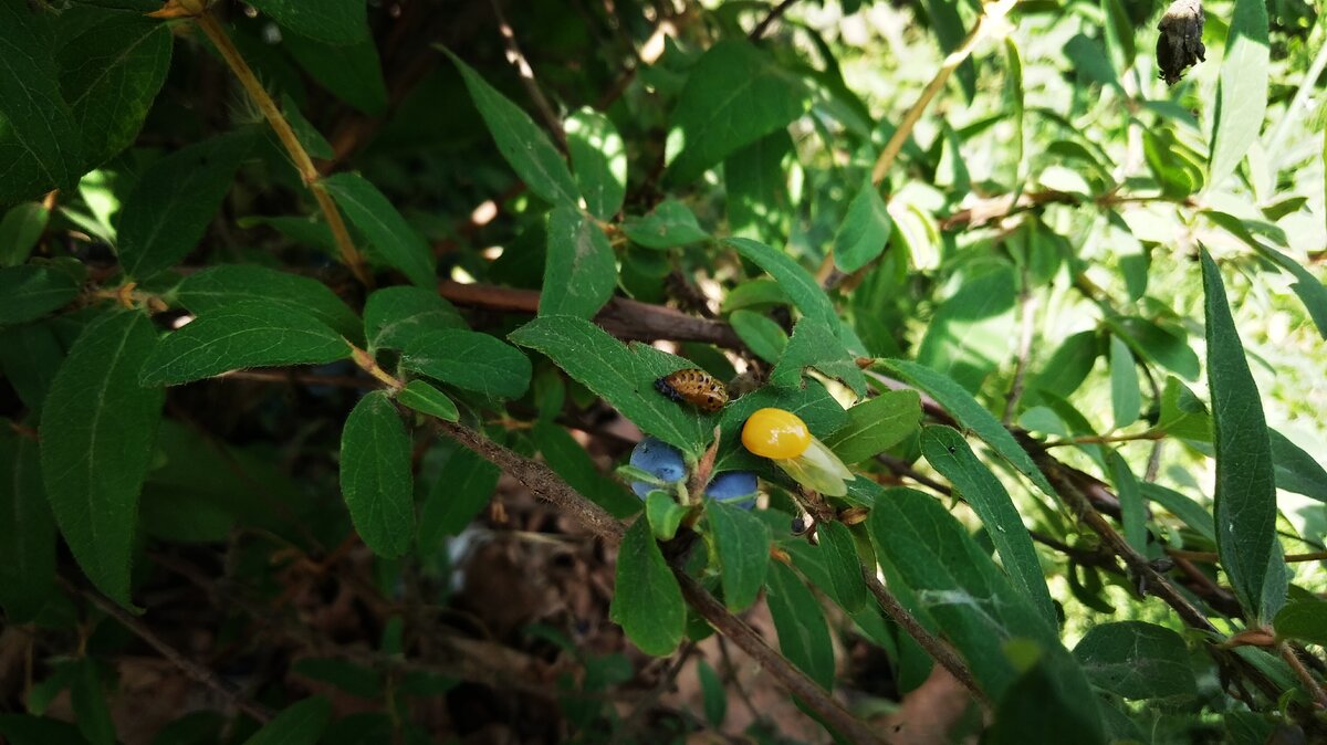 Новорожденная.