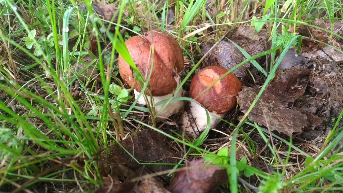 Грибные младенчики.