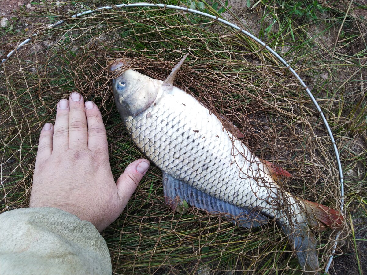 кап на пареную пшеницу