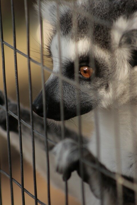 источник: https://cdn.pixabay.com/photo/2013/11/22/17/25/animals-215866_960_720.jpg