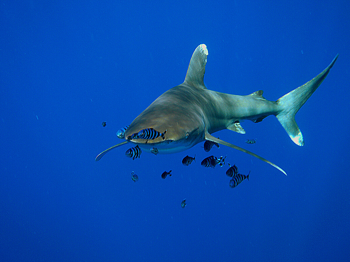 фото Владимир Гудзев