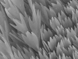 Крыло бабочки.