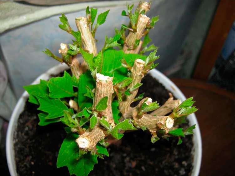 Пуансетия начинает просыпаться. Фото из открытых источников.