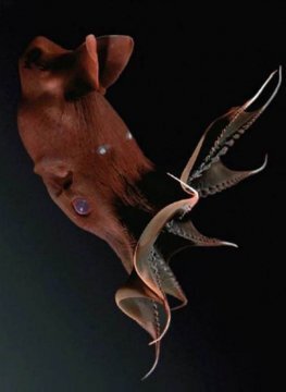 
 
Адский вампир или адский кальмар-вампир (лат. Vampyroteuthis infernalis) (англ. Vampire Squid)
