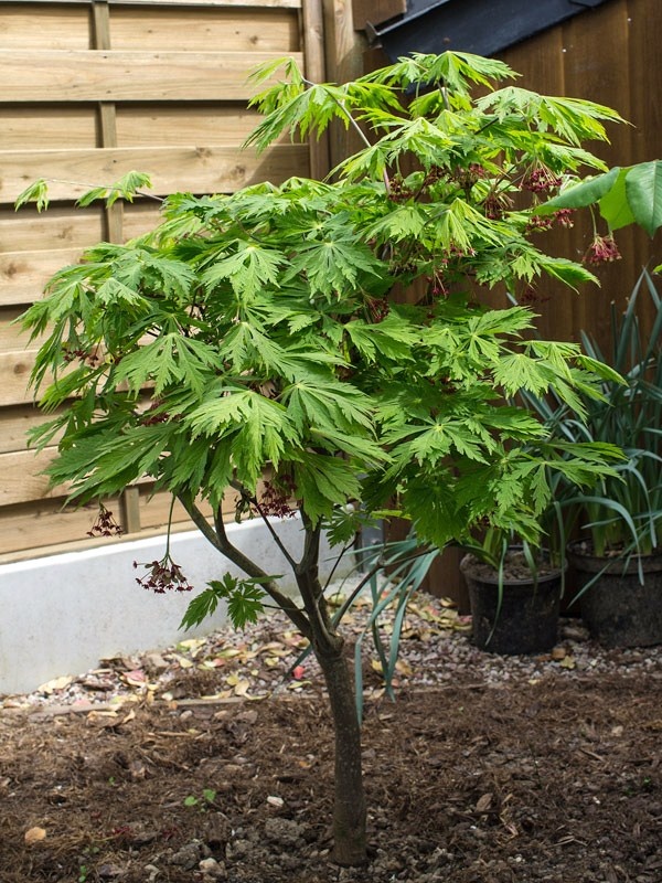 Клен japonicum 'Aconitifolium'