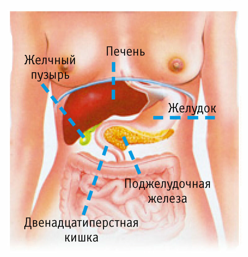 Где болит желудок у человека в рисунках