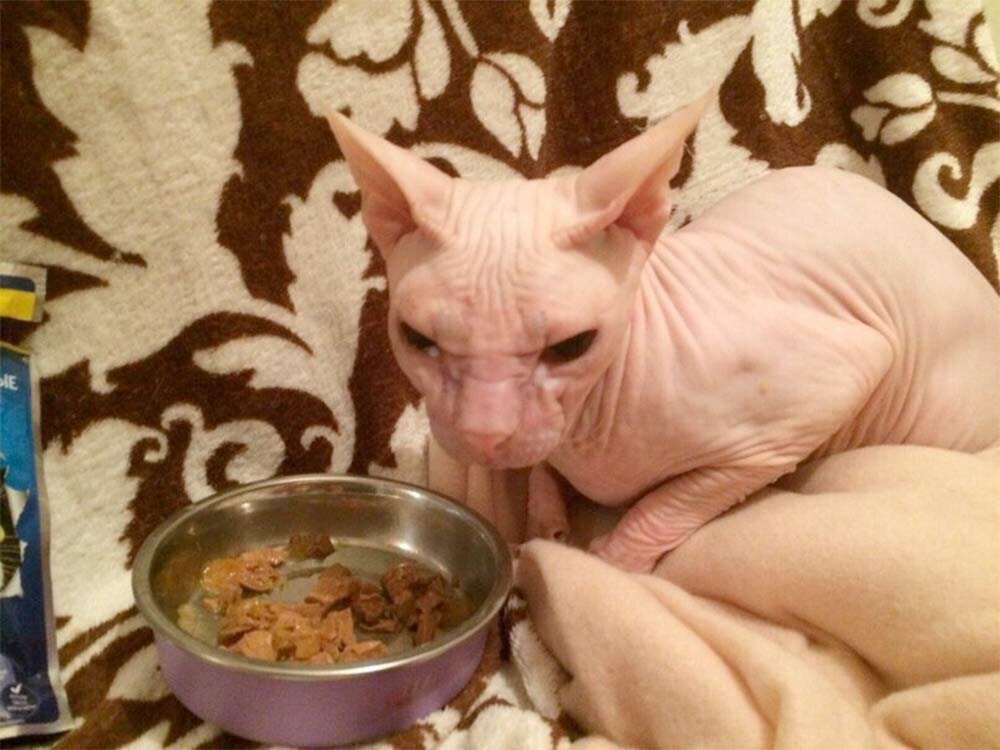 Кошка Сиа. Источник фото: Яндекс-картинки