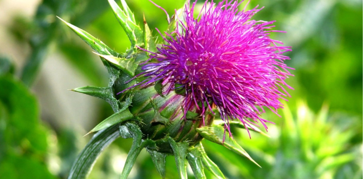 Расторопша пятнистая