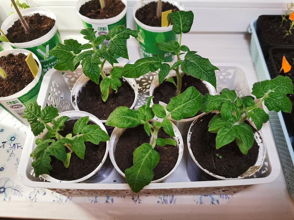 Обратите внимание на лист.  Он курчавый и  намного темнее обычных сортов , а так же толще .