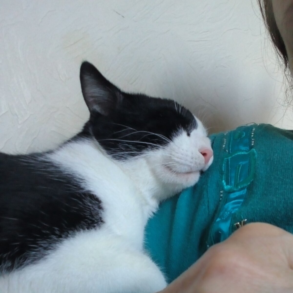 Фото автора.  Кот спит рядом со мной.