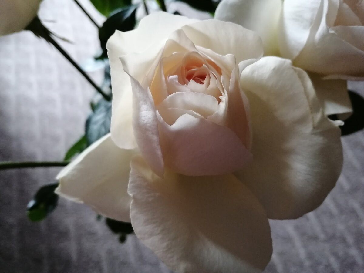 Мои фантастические розы! Фото Светы Давыдовой