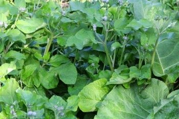 Полезные свойства лопуха