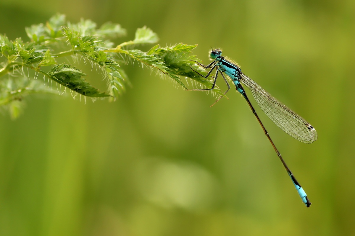 https://cdn.pixabay.com/photo/2019/06/23/13/08/unlucky-dragonfly-4293710_960_720.jpg