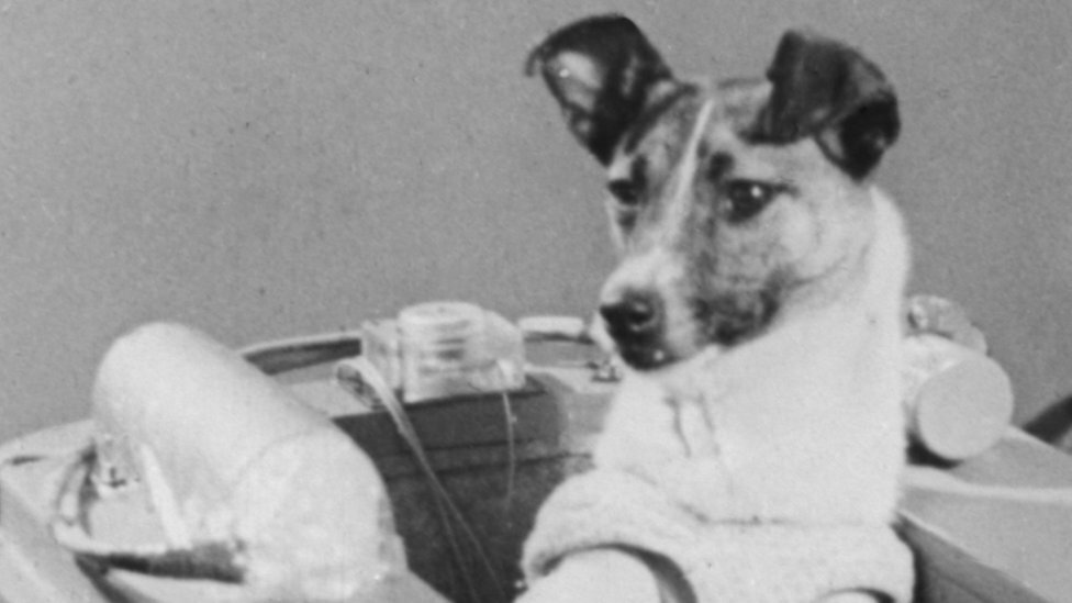 1 собака космонавт. Лайка 1957. Собака лайка 1957. Первая собака космонавт лайка. Лайка полетевшая в космос в 1957 году.