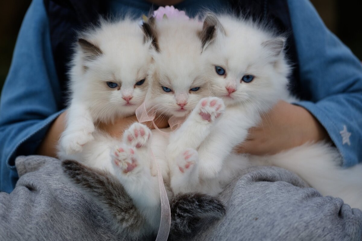https://www.pexels.com/photo/close-up-photo-of-a-hand-holding-three-white-kittens-1643456/