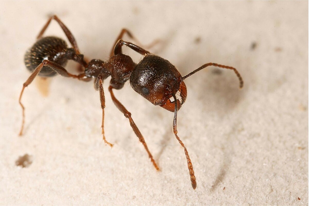 Муравей рода Messor.