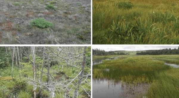 Пресные и болотистые, водоёмы . Излюбленные места обитания, пиявок.