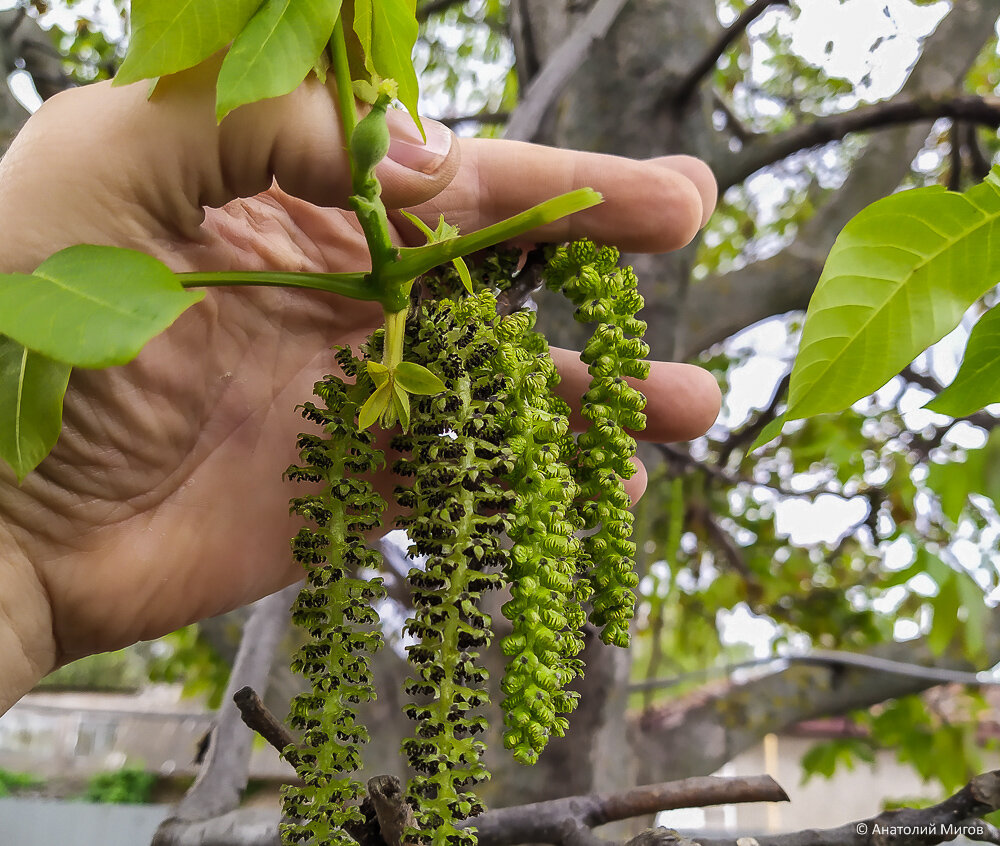 Как из сережек получаются грецкие орехи?