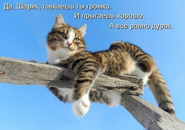 Прикольные картинки с котами-попробуй не засмеяться!!😹😸🐾