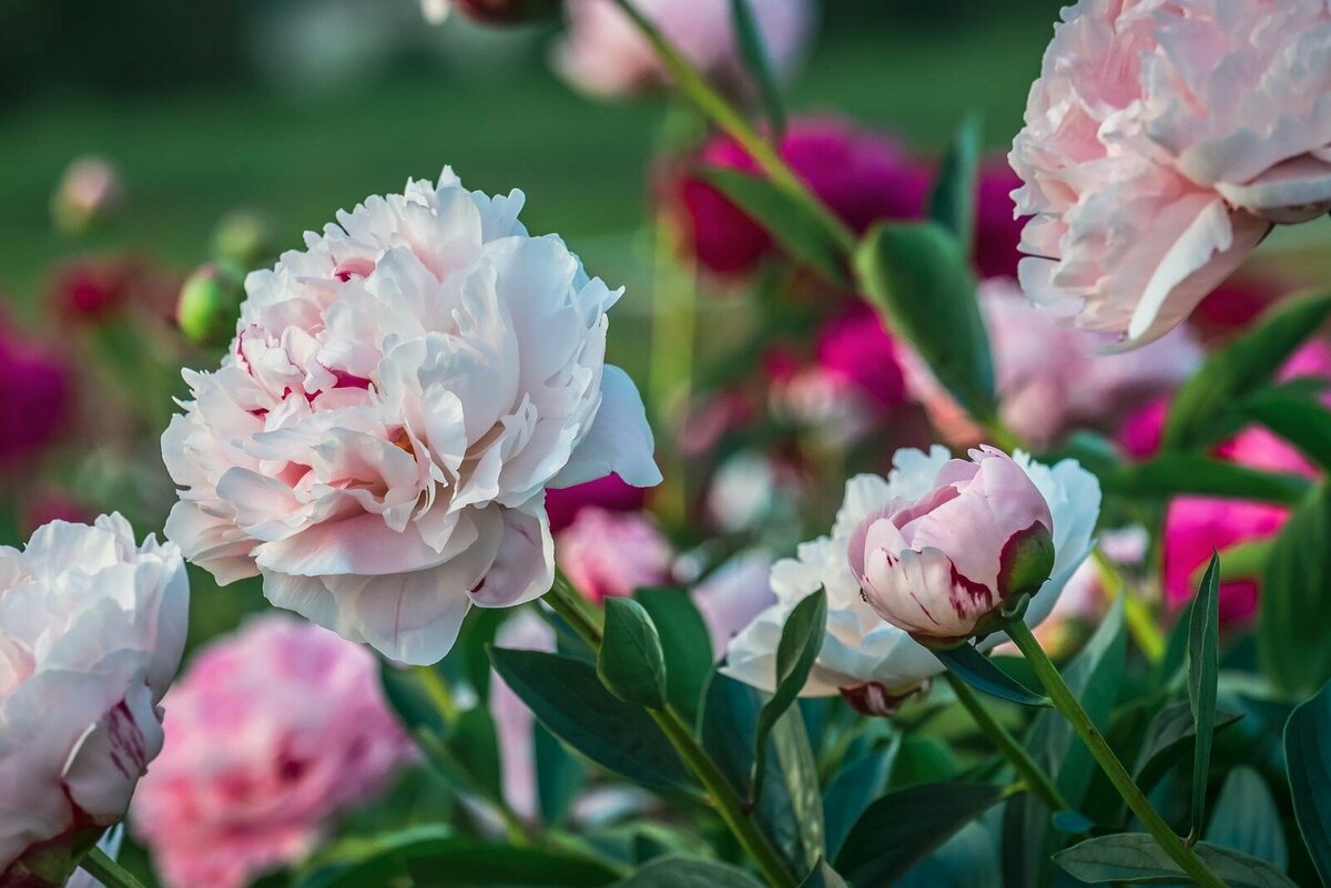 Free photo from pixabay.com