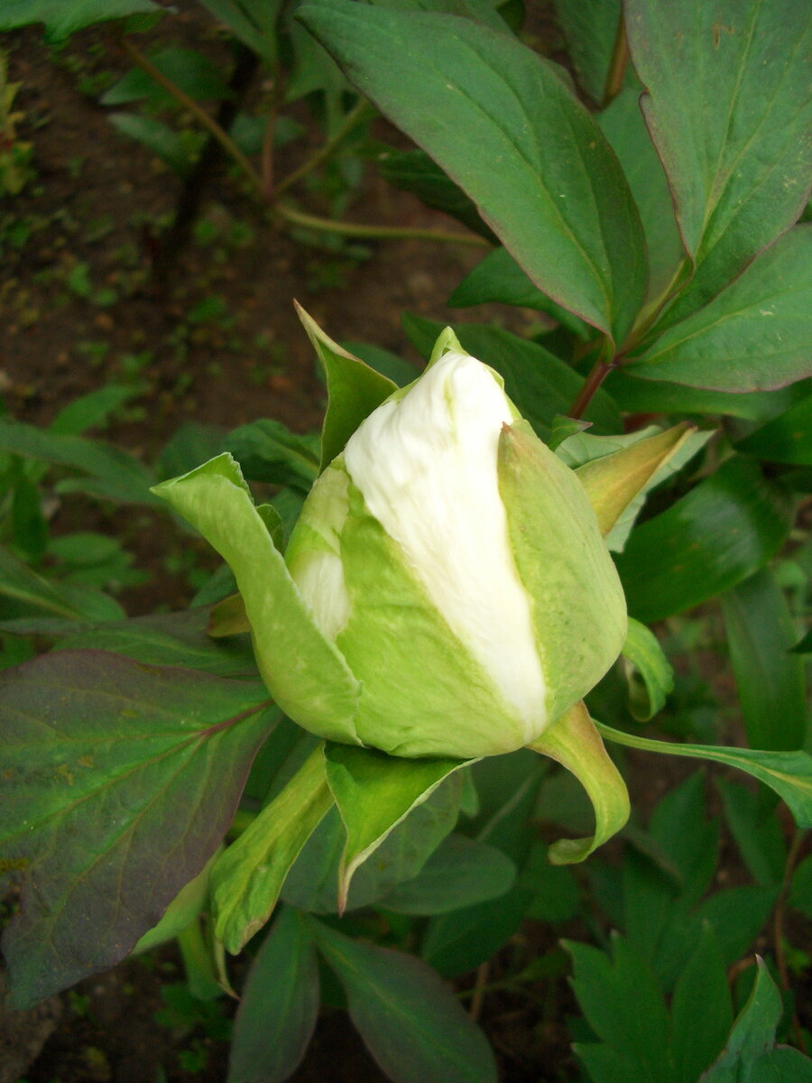 вот лепестки пробивают себе дорогу из плотного кокона зеленой рубашки